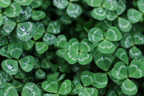 7 St. Patrick's Day Marketing Strategies to Boost Your Ecommerce Sales